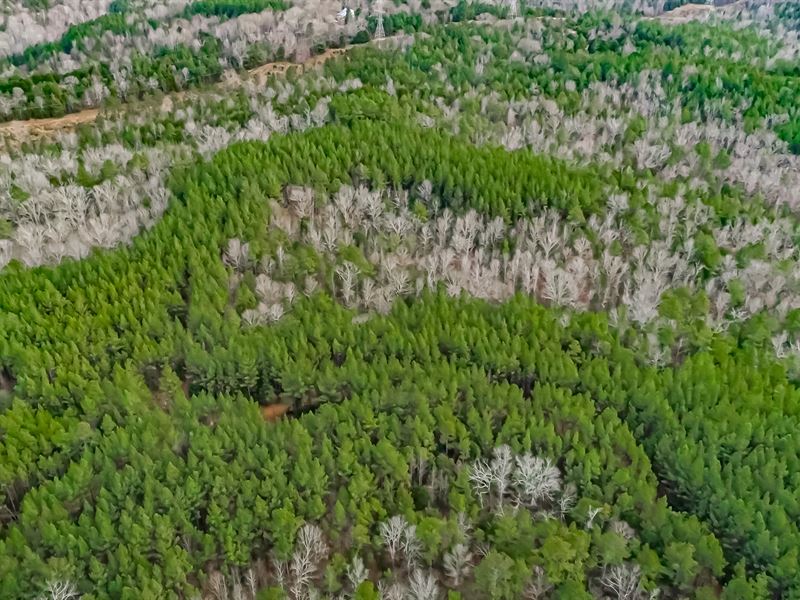 Bear Hill Tract : Chester : Chester County : South Carolina