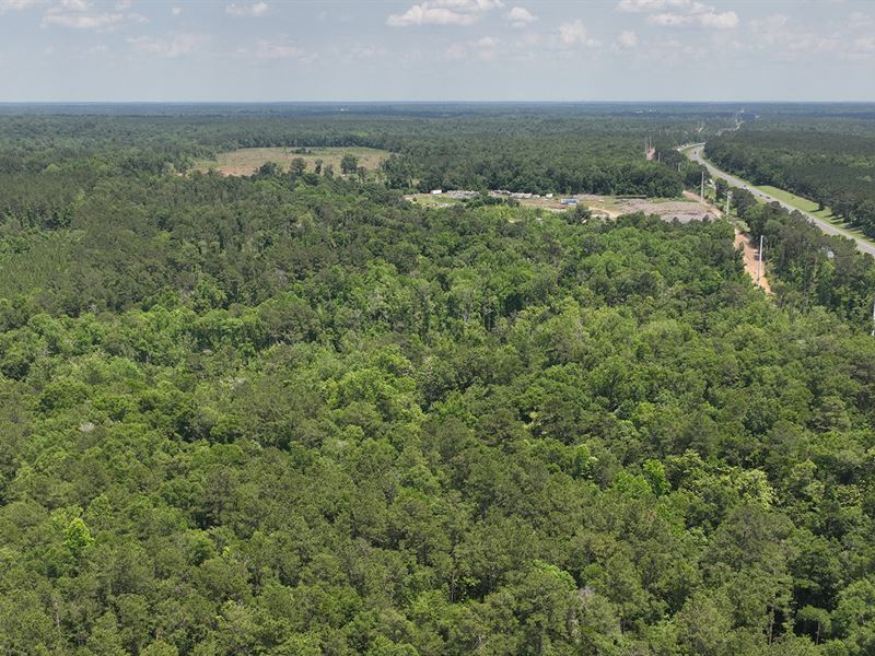 Gadsden County Timberland Acreage : Quincy : Gadsden County : Florida