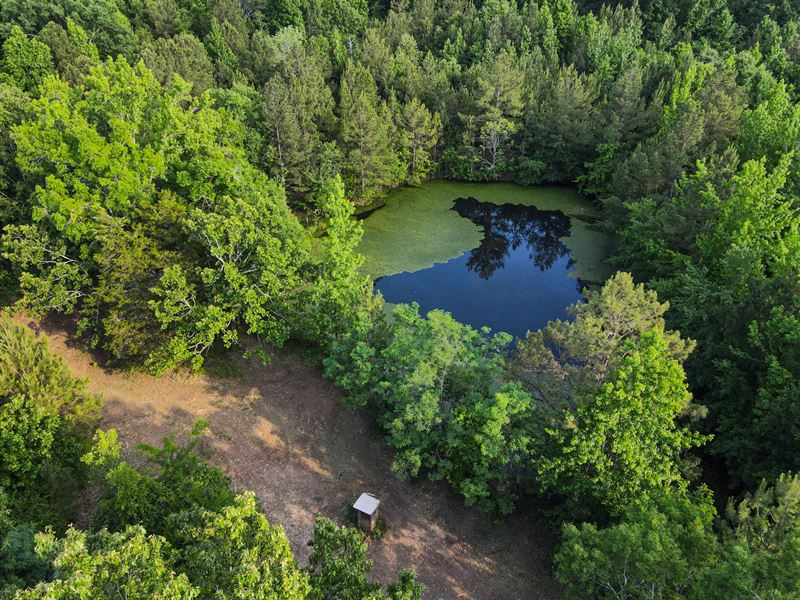 82 Ac in Lawrence Co, AL : Hillsboro : Lawrence County : Alabama
