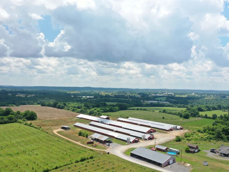 Walkstar Farm : Arab : Cullman County : Alabama