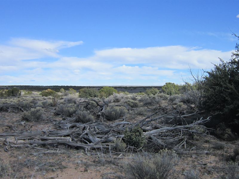 Blue Skies and Camping in AZ : Sanders : Apache County : Arizona