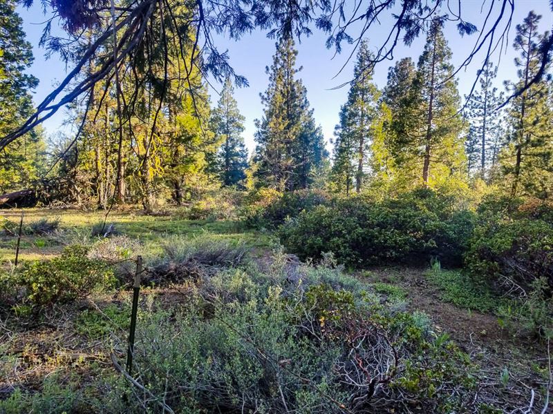 Klamath Falls Forest Estates : Bonanza : Klamath County : Oregon