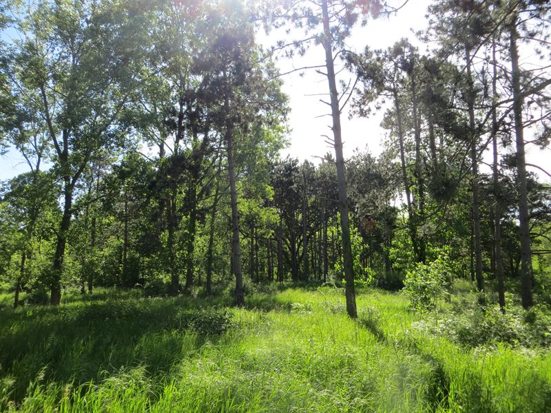 6 Developed Residential Lots : Manchester : Washtenaw County : Michigan