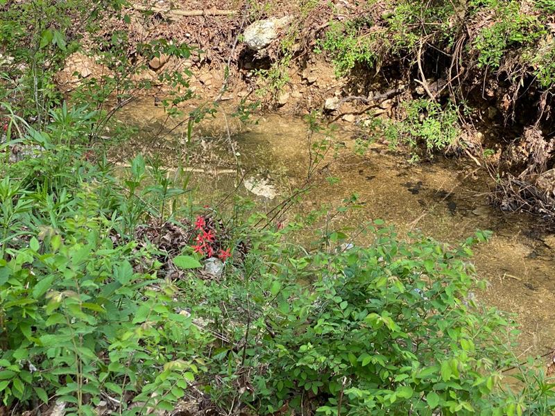 Vacant Land for Farming, Timber : Mammoth Spring : Fulton County : Arkansas