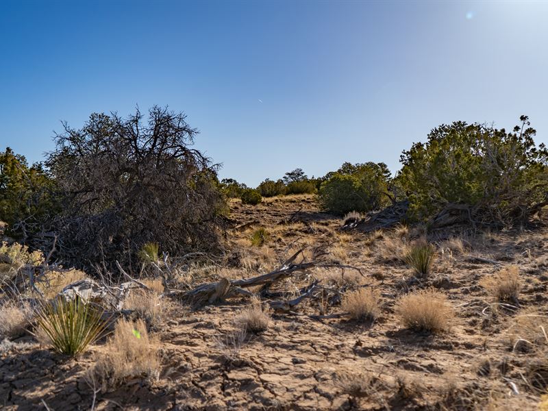 20 Acres with Easy Access : Saint Johns : Apache County : Arizona