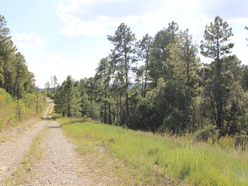 1.052 Acre in Nm, $49 Down : Timberon : Otero County : New Mexico