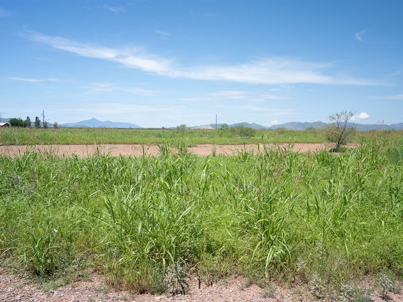 Chance to Survive in Silence : Douglas : Cochise County : Arizona