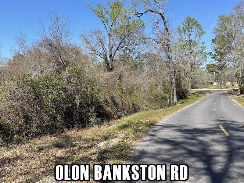 $900 Down, Paved Rd & Water : Kentwood : Tangipahoa Parish : Louisiana
