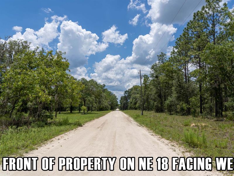$3,900 Down, Untouched Country Lot : Williston Highlands : Levy County : Florida
