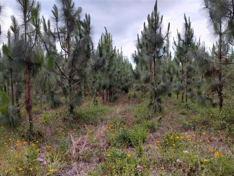 Paved Road, No Restrictions : Live Oak : Suwannee County : Florida