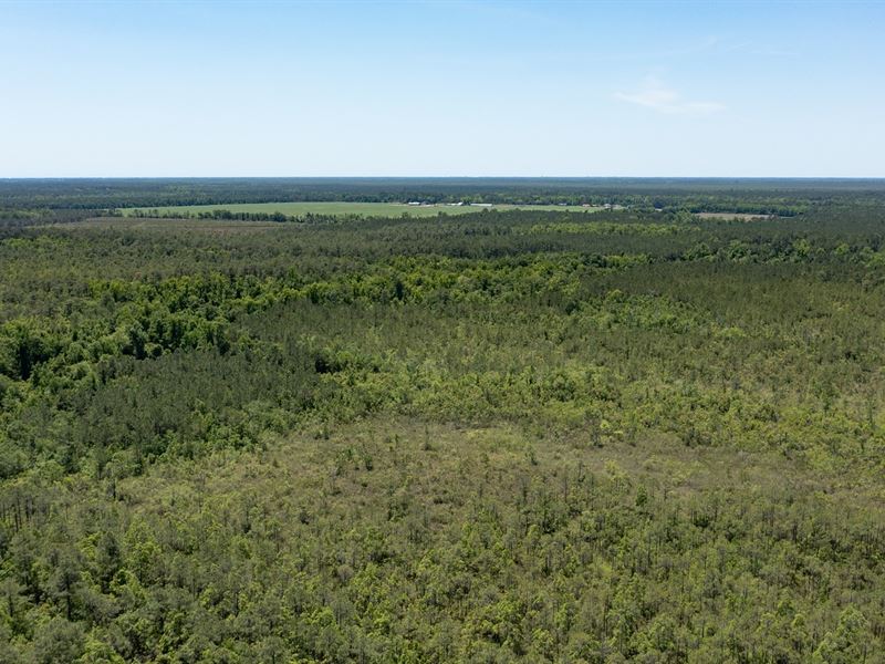 Hunting with Breathtaking Views : Havelock : Craven County : North Carolina