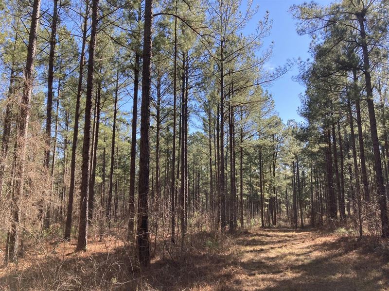 Primo 116 Acres : Madison : Morgan County : Georgia