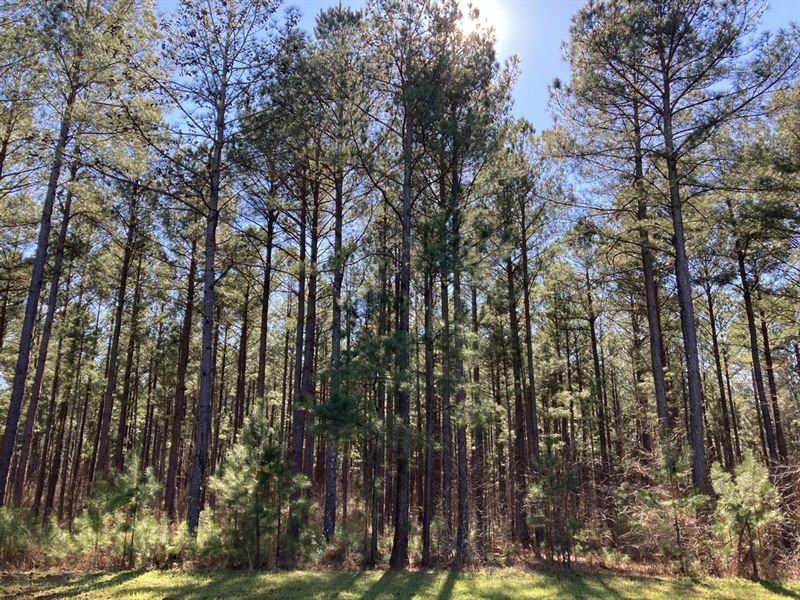 Excellent Recreation Tract : Madison : Morgan County : Georgia