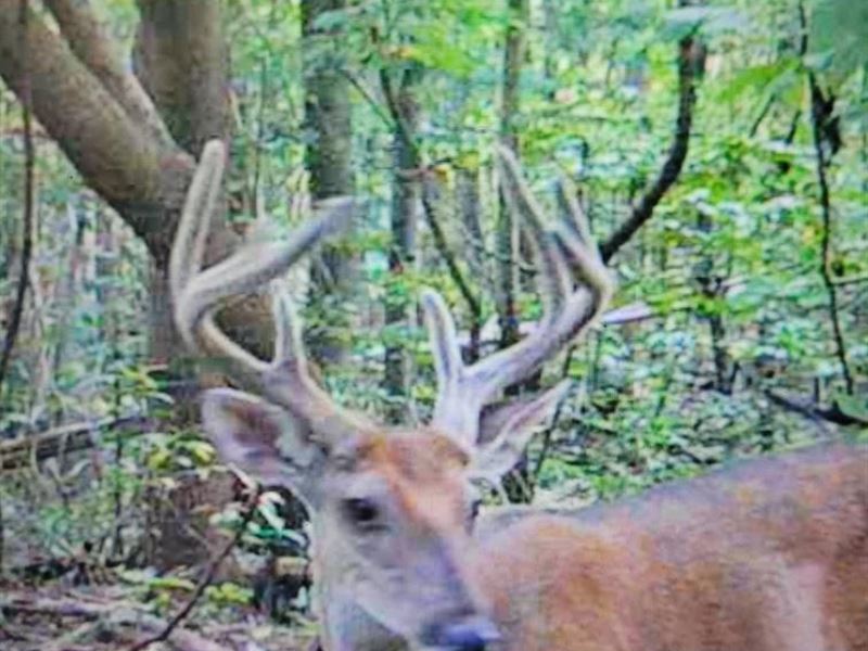 120 Acres Near Jacksonville : Jacksonville : Calhoun County : Alabama