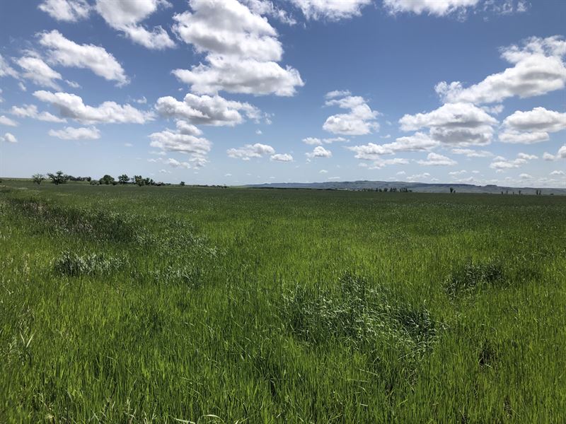 County Line Ranch : Malta : Valley County : Montana