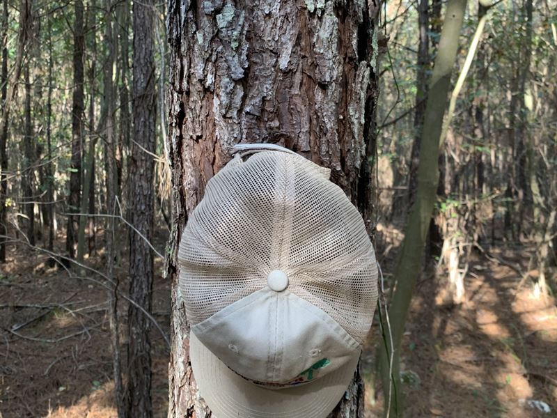 Tidmore Bend Timberland : Gadsden : Etowah County : Alabama