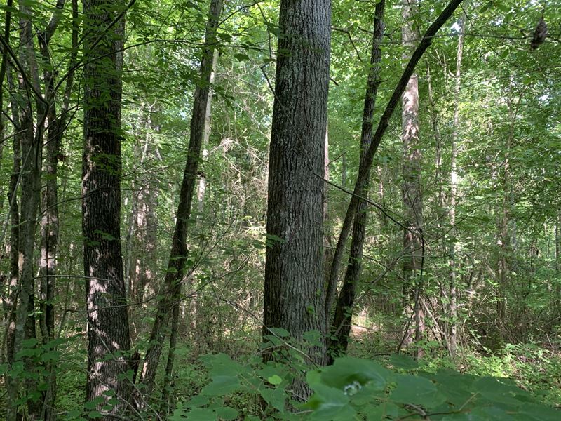 Bull Hollow 62 Acres : Gallant : Etowah County : Alabama