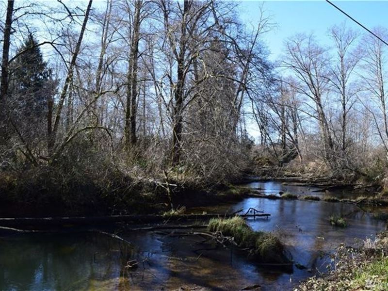 Double Wilson Creek Wooded Lot : Aberdeen : Grays Harbor County : Washington