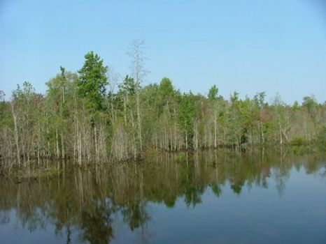 192ac in City limits of Swainsboro : Swainsboro : Emanuel County : Georgia
