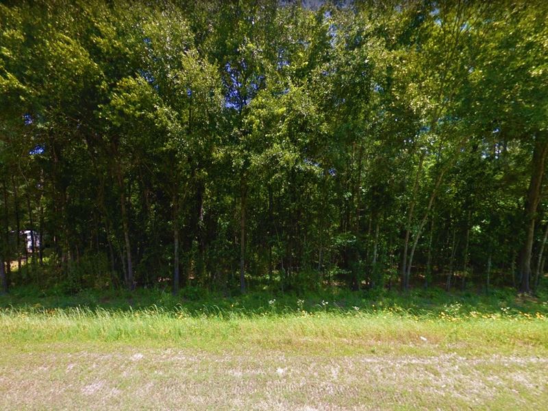 .19 Acre in Coldspring, $250/Mo : Coldspring : San Jacinto County : Texas