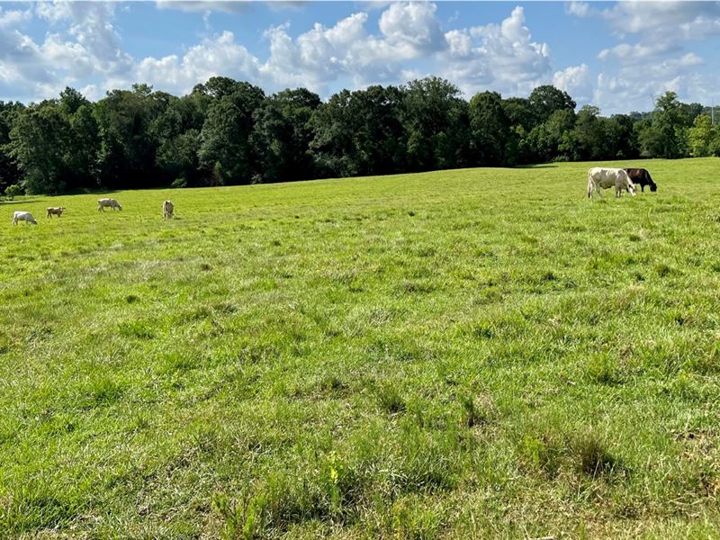 75 Acres in Lincoln County in Bogue : Bogue Chitto : Lincoln County : Mississippi