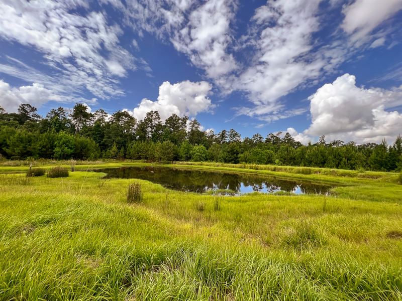 89 Acres, SH 146 : Rye : Liberty County : Texas