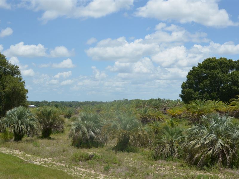 Impact Palms, Groveland : Groveland : Lake County : Florida