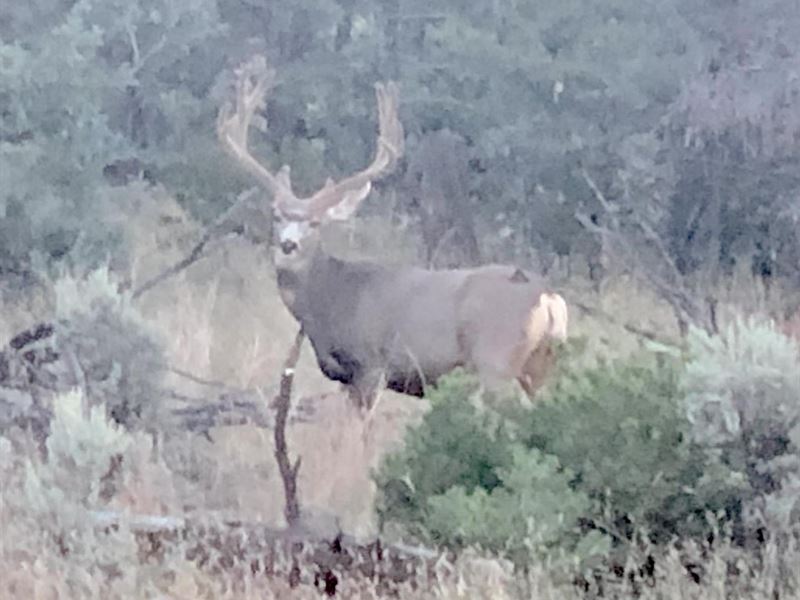 Bassett Springs Big Game Ranch : Lindrith : Rio Arriba County : New Mexico