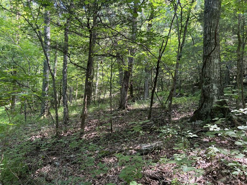 $ Reduced 24 Acres Jefferson Co : Springville : Jefferson County : Alabama