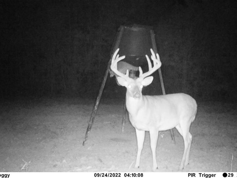 167 Acres Hunting Land for Sale : Liberty : Amite County : Mississippi