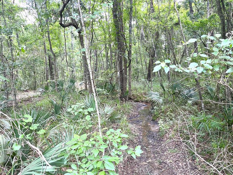 North Florida Hunting Property : Monticello : Jefferson County : Florida