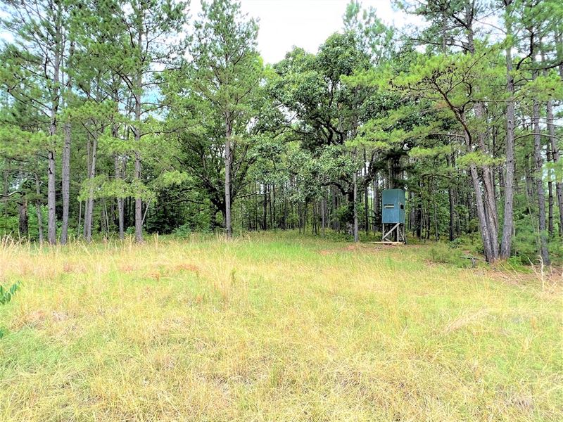 Beautiful Homesite : Sparta : Hancock County : Georgia