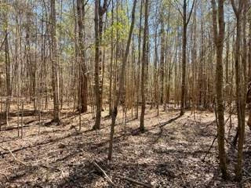 47.5 AC in Rural Simpson County, MS : Mendenhall : Simpson County : Mississippi