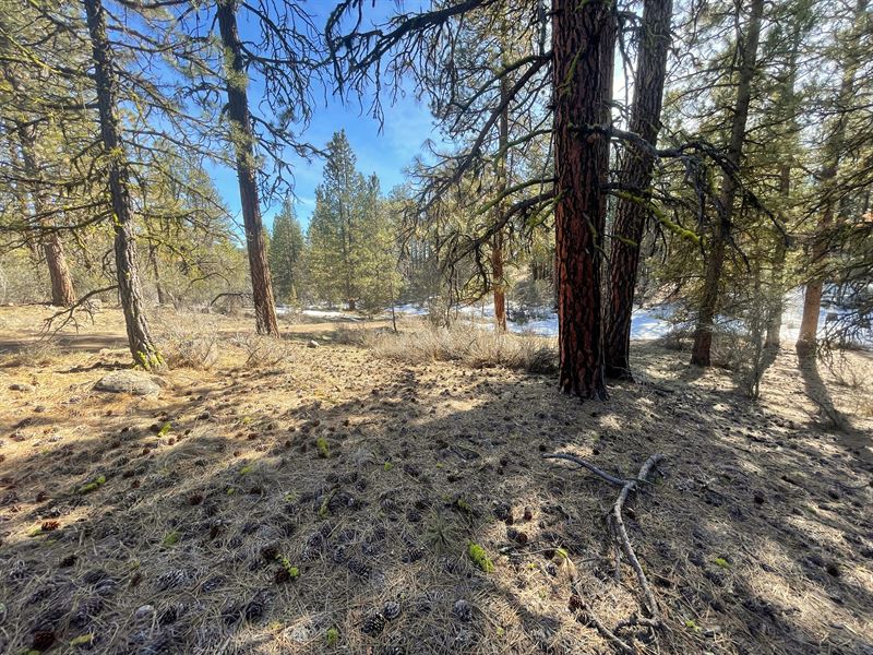 2.40 Acre Pine Treed OR Retreat : Bonanza : Klamath County : Oregon