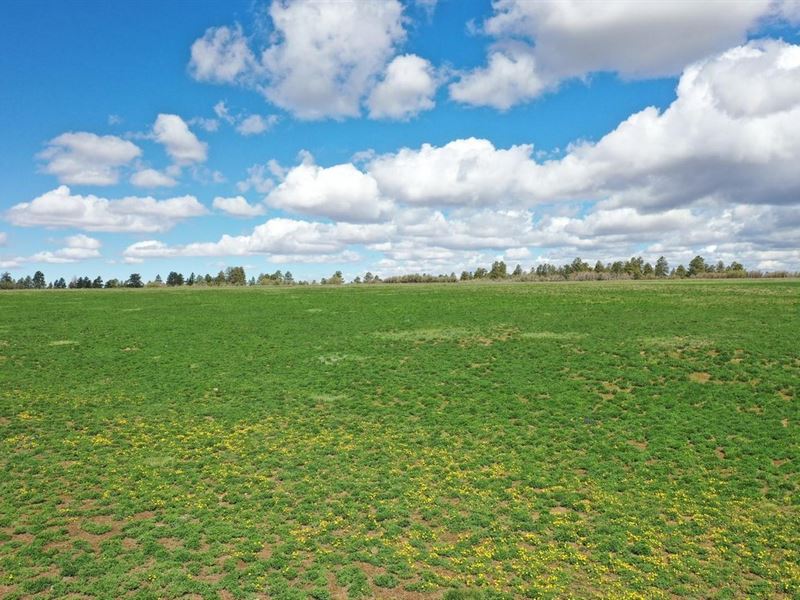 Full Draw Ranch : Norwood : Montrose County : Colorado