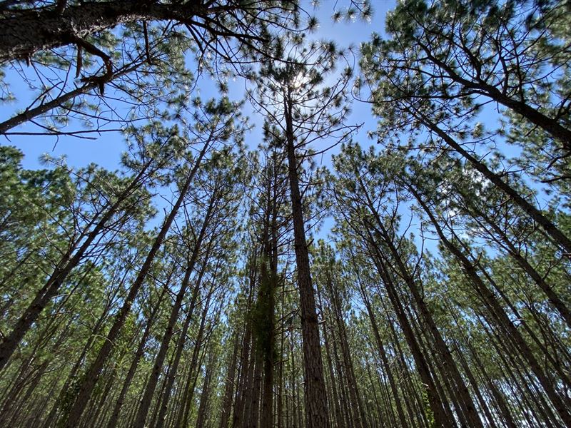 20 Acres Madison Co FL : Lee : Madison County : Florida