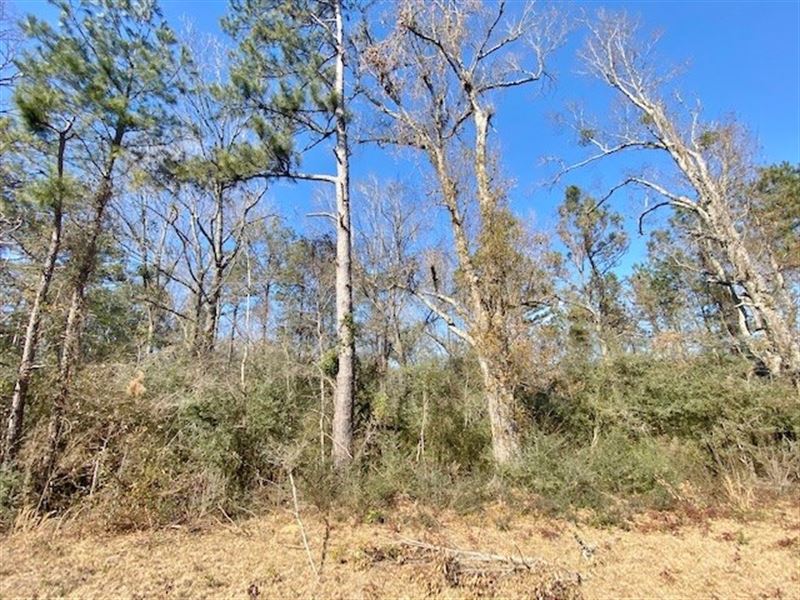 61 Acres-Hwy 1057-Kentwood, LA : Kentwood : Tangipahoa Parish : Louisiana