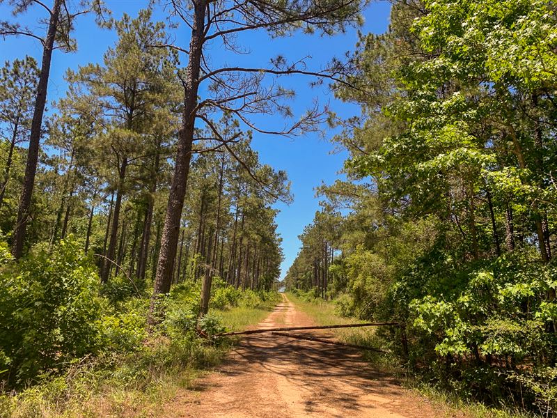 327 Acres, Arlis Morgan Rd : Zion Hill : Jasper County : Texas