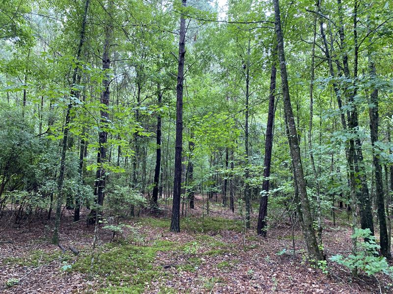 Halls Crossroads Tract : Union Springs : Bullock County : Alabama