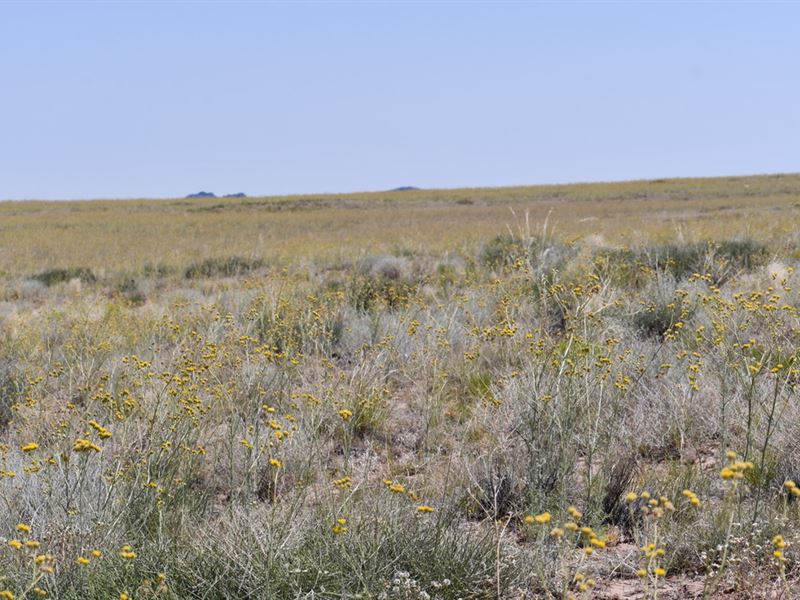 40-Acre Apache Arizona Ranch : Sanders : Apache County : Arizona