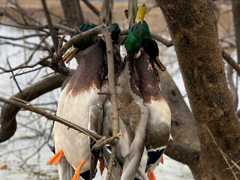 572 Acre Duck and Deer Hunting Land : Natchez : Adams County : Mississippi