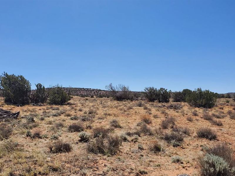 Wooded Double Plot, Trees : Snowflake : Navajo County : Arizona