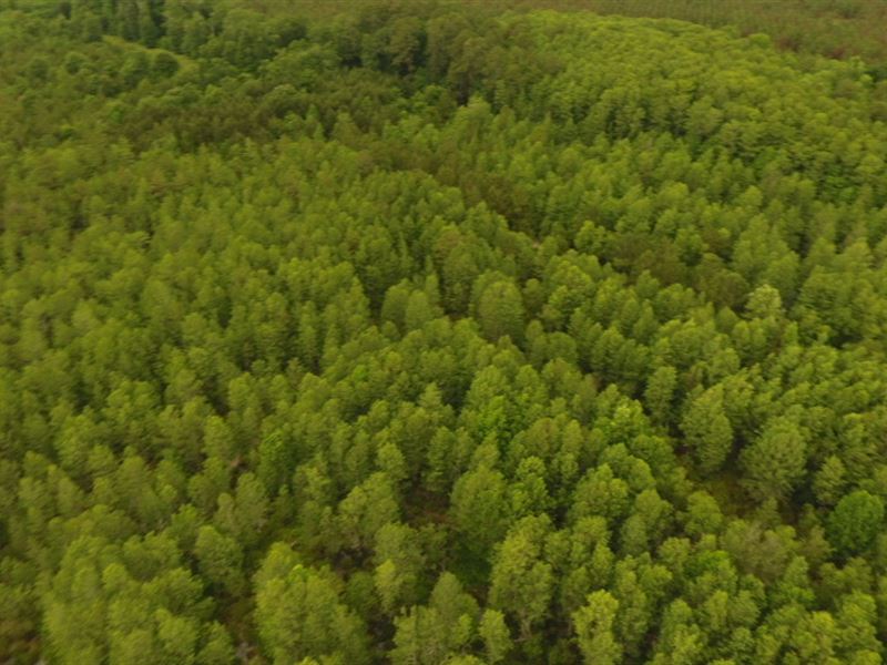 Hunter's Paradise : Byromville : Dooly County : Georgia