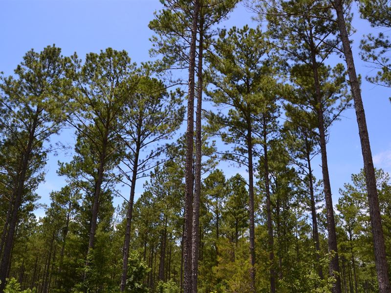 Smith Ford Road Tract : Gaffney : Cherokee County : South Carolina