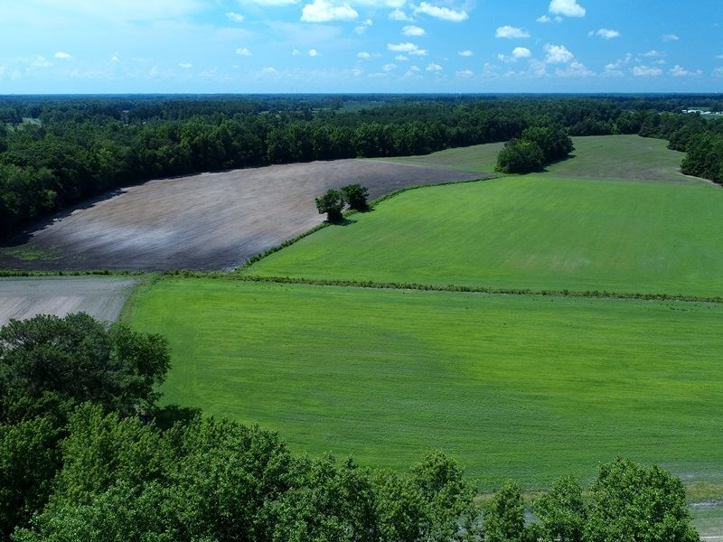 Secluded Farm with Homesite : Whiteville : Columbus County : North Carolina
