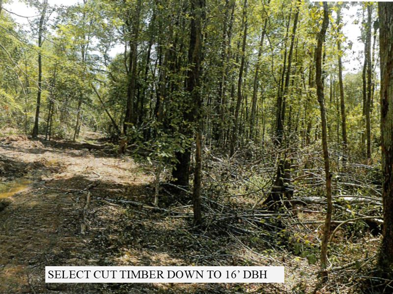 320 Acres in Madison County, TN : East Union Community : Madison County : Tennessee