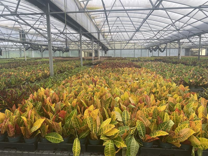 6.4 Acre Nursery with Homes in Boom : Eustis : Lake County : Florida