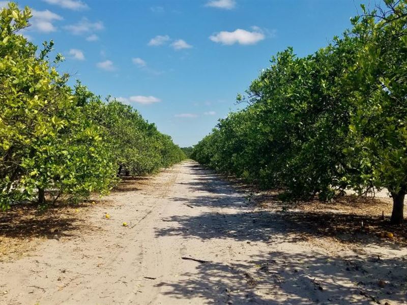 80 Acres Grove in Polk County : Frostproof : Polk County : Florida