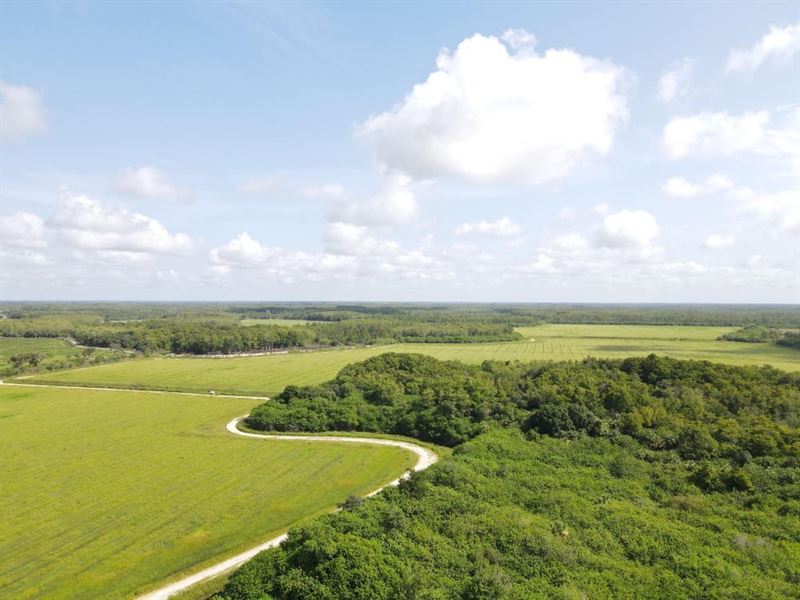 Turkey Haven Ranch with Leased Farm : Clewiston : Hendry County : Florida