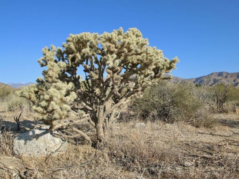 5 Acres in San Bernardino County : Palm Wells : San Bernardino County : California